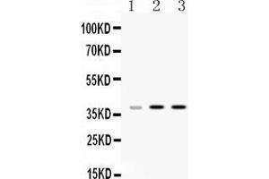 Image no. 4 for anti-Heterogeneous Nuclear Ribonucleoprotein A1 (HNRNPA1) (AA 8-42), (N-Term) antibody (ABIN4886621)