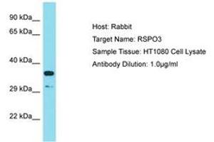 Image no. 1 for anti-R-Spondin 3 (RSPO3) (AA 202-251) antibody (ABIN6750449)