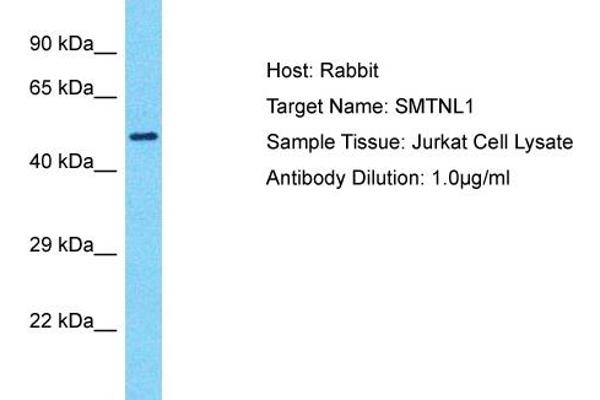 SMTNL1 antibody  (N-Term)