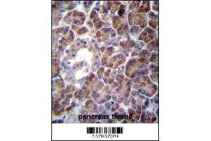 Image no. 1 for anti-phosphatidylserine Synthase 2 (PTDSS2) (AA 1-30), (N-Term) antibody (ABIN656975)