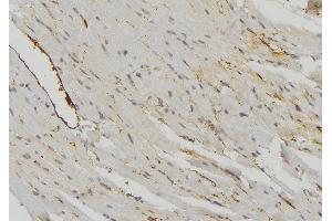 Image no. 3 for anti-Mitochondrial Ribosomal Protein S16 (MRPS16) antibody (ABIN6258508)