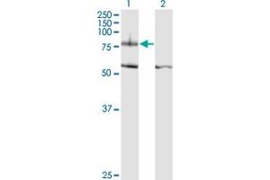 ITGB8 antibody  (AA 392-503)