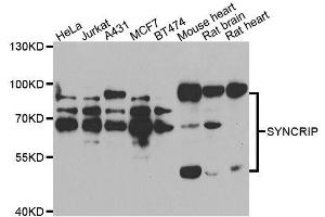 Image no. 1 for anti-Synaptotagmin Binding, Cytoplasmic RNA Interacting Protein (SYNCRIP) antibody (ABIN6148764)