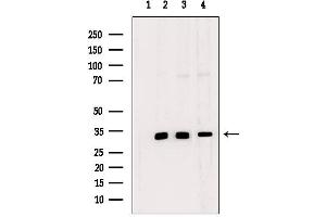 Image no. 1 for anti-Necdin-Like 2 (NDNL2) antibody (ABIN6263079)