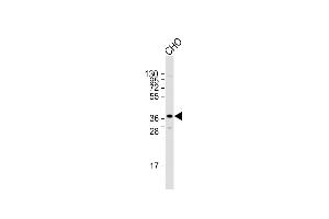 SIRT3 antibody  (C-Term)