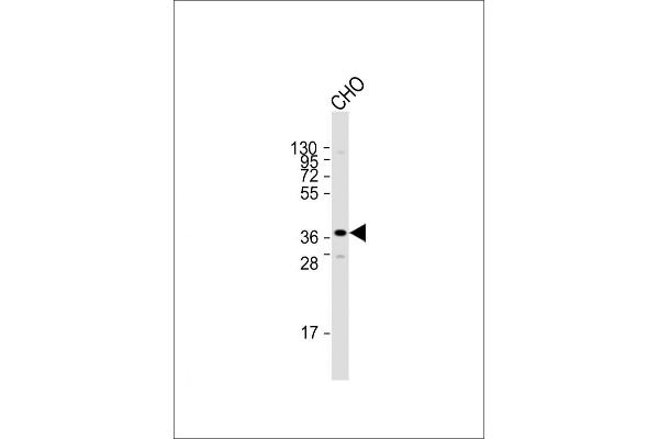 SIRT3 antibody  (C-Term)