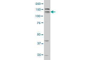 Neuropilin 1 antibody  (AA 22-131)
