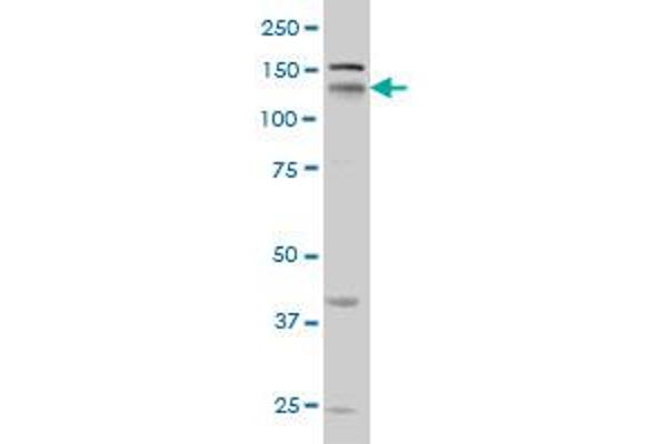 Neuropilin 1 antibody  (AA 22-131)
