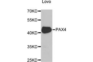 Image no. 1 for anti-Paired Box 4 (PAX4) antibody (ABIN1876602)