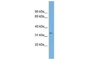 Image no. 1 for anti-ADP-Ribosylation Factor-Like 13B (ARL13B) (C-Term) antibody (ABIN1105442)
