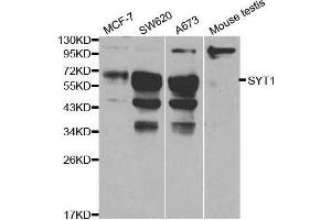 Image no. 3 for anti-Synaptotagmin I (SYT1) antibody (ABIN3021250)