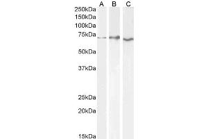Image no. 4 for anti-Acetylcholinesterase (AChE) (C-Term) antibody (ABIN185357)