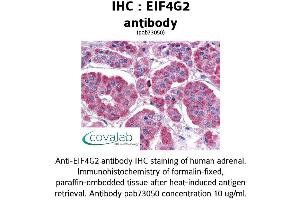 Image no. 1 for anti-Eukaryotic Translation Initiation Factor 4 gamma 2 (EIF4G2) (AA 1-204) antibody (ABIN1733958)