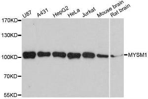 Image no. 7 for anti-Myb-Like, SWIRM and MPN Domains 1 (MYSM1) antibody (ABIN3017376)