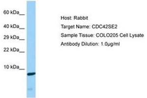 Image no. 1 for anti-CDC42 Small Effector 2 (CDC42SE2) (C-Term) antibody (ABIN6750169)