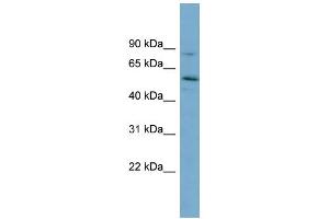 Image no. 1 for anti-Syntrophin, gamma 1 (SNTG1) (Middle Region) antibody (ABIN2787162)