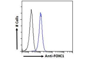 Image no. 3 for anti-Forkhead Box C1 (FOXC1) (C-Term) antibody (ABIN185028)