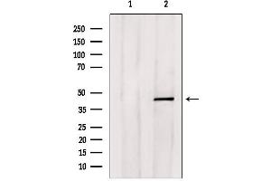 Image no. 2 for anti-E2F Transcription Factor 4, P107/p130-Binding (E2F4) antibody (ABIN6261411)