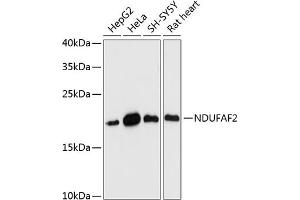 NDUFAF2 antibody  (AA 1-169)