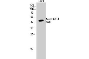 Image no. 2 for anti-E2F Transcription Factor 4, P107/p130-Binding (E2F4) (acLys96) antibody (ABIN3181883)