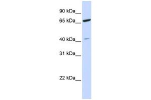 ZNF334 抗体  (N-Term)