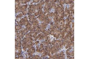 Image no. 1 for anti-Zinc Finger Protein 155 (ZNF155) antibody (ABIN5591299)