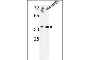 MAT2B antibody  (N-Term)