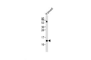 Image no. 2 for anti-Lactalbumin, alpha- (LALBA) (AA 39-68) antibody (ABIN5534450)