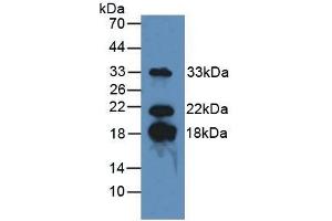 MBP Antikörper  (AA 135-190)