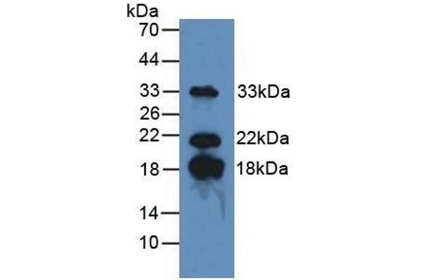 MBP Antikörper  (AA 135-190)