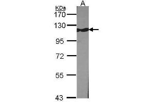 Image no. 3 for anti-Tripartite Motif Containing 28 (TRIM28) (N-Term) antibody (ABIN2855332)
