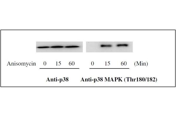 Mitogen-Activated Protein Kinase 14 (MAPK14) ELISA Kit
