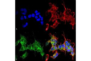 Immunocytochemistry/Immunofluorescence analysis using Mouse Anti-Ankyrin G Monoclonal Antibody, Clone S106-20 .