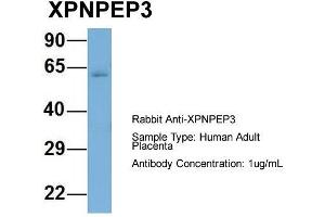 Image no. 1 for anti-X-Prolyl Aminopeptidase (Aminopeptidase P) 3, Putative (XPNPEP3) (N-Term) antibody (ABIN2787293)