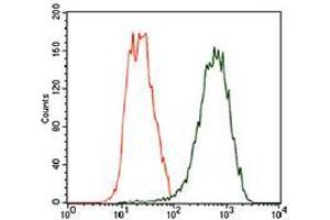 TUBB2A antibody  (AA 25-187)