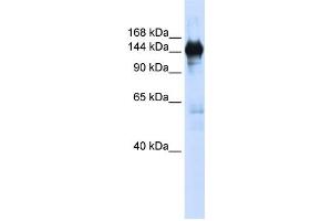 Image no. 1 for anti-Phosphoribosylformylglycinamidine Synthase (PFAS) antibody (ABIN2458991)