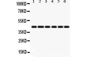 Image no. 2 for anti-Indoleamine 2,3-Dioxygenase 1 (IDO1) (AA 37-69), (N-Term) antibody (ABIN3043857)