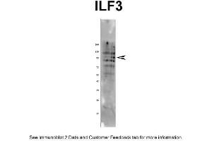 Image no. 4 for anti-Interleukin enhancer-binding factor 3 (ILF3) (N-Term) antibody (ABIN2780867)