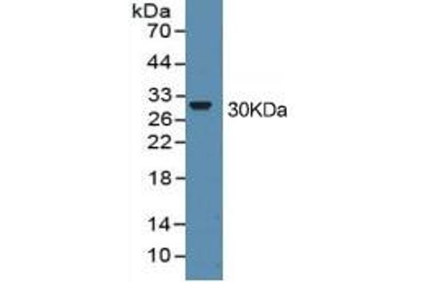 HMGB1 ELISA Kit