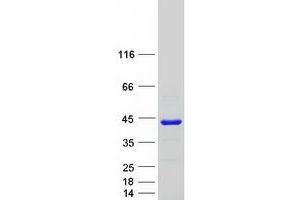 Image no. 1 for Phosducin-Like (PDCL) protein (Myc-DYKDDDDK Tag) (ABIN2728467)