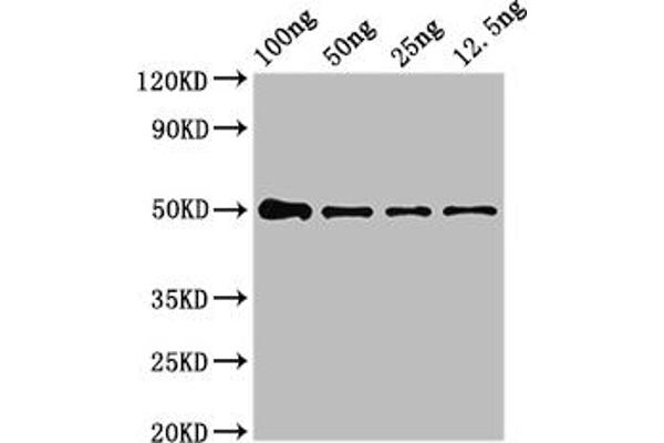 NIPBL antibody  (AA 2523-2697)