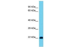 Image no. 1 for anti-Ras-related Protein Ral-A (rala) (N-Term) antibody (ABIN2786812)