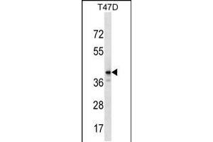 Image no. 1 for anti-Zinc Finger Protein 124 (ZNF124) (AA 48-75), (N-Term) antibody (ABIN5532423)