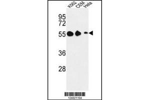 Image no. 1 for anti-Galanin Receptor 1 (GALR1) (Center) antibody (ABIN2437294)