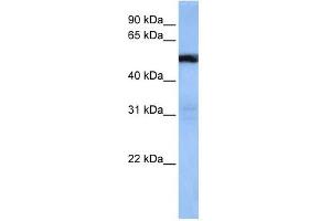 Image no. 1 for anti-TRAF3 Interacting Protein 3 (TRAF3IP3) (Middle Region) antibody (ABIN635207)