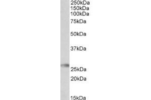 Image no. 2 for anti-Major Histocompatibility Complex, Class II, DQ alpha 2 (HLA-DQA2) (Internal Region) antibody (ABIN570890)