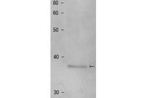 Image no. 3 for anti-Shugoshin 1 (SGOL1) antibody (ABIN2452123)