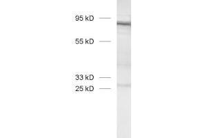 Image no. 1 for anti-Leucine Rich Repeat Containing 32 (LRRC32) (AA 23-612) antibody (ABIN1742449)