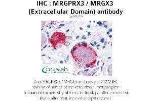 Image no. 1 for anti-MAS-Related GPR, Member X3 (MRGPRX3) (3rd Extracellular Domain) antibody (ABIN1737078)