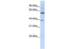 Image no. 1 for anti-Solute Carrier Family 35, Member F3 (SLC35F3) (Middle Region) antibody (ABIN635380)